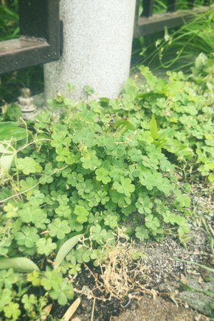 #290. はっきりとしないのは天気も気持ちも同じ - 画像2