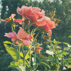 #304. みんなえらい賞受賞🏆 - 画像3