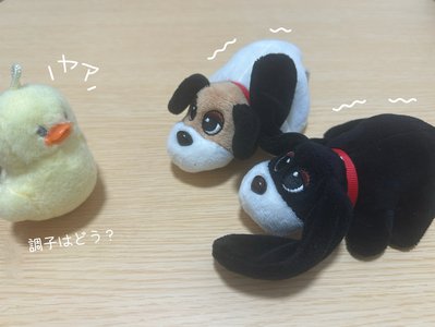 名前はまだ無い 。             稲熊ひな - 画像3