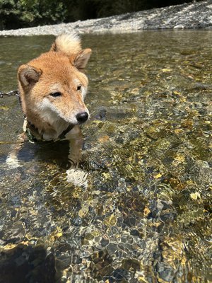 名こそ惜しけれ               稲熊ひな - 画像3