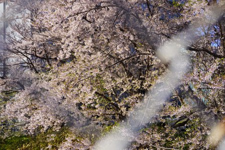 柔光 - 画像4