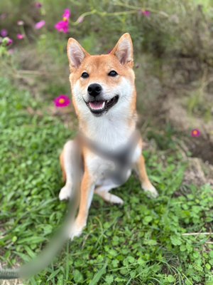 ふわふわの伝染 - 画像2