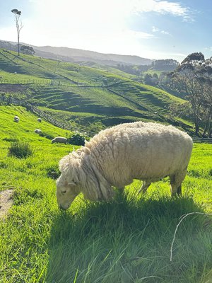 #362 フォー - 画像4