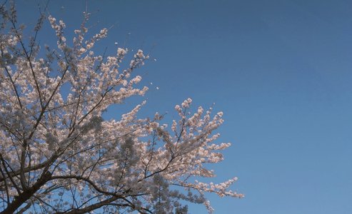 あの日見た櫻のサムネイル