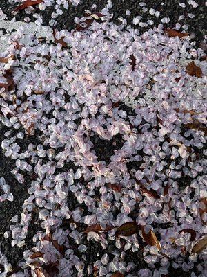 ピンクムーン、179のサムネイル