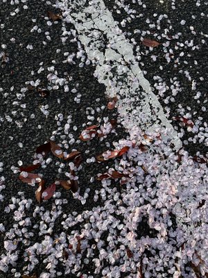 ピンクムーン、179 - 画像2