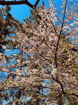 #386. アニラまであと２日🌸 - 画像1