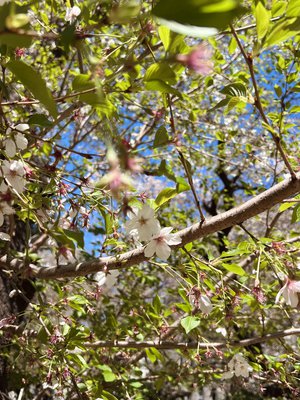 #386. アニラまであと２日🌸 - 画像2